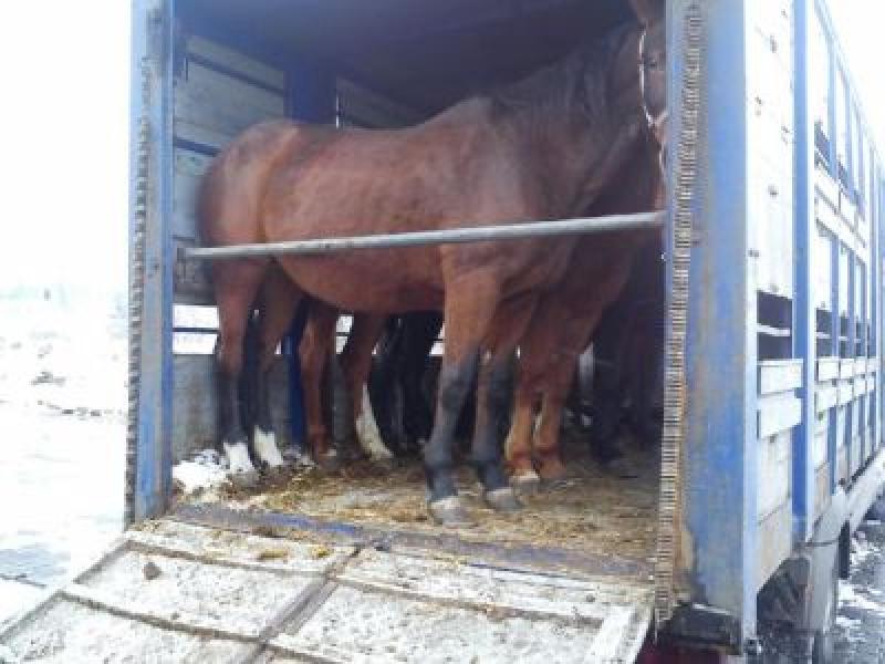 Nielegalny transport koni 