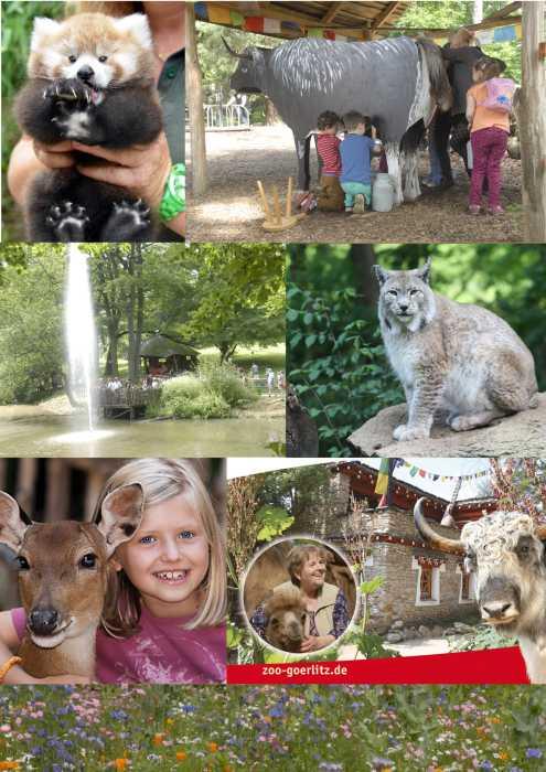 Sierpniowy dugi weekend w Naszym Zoo Goerlitz Zgorzelec 